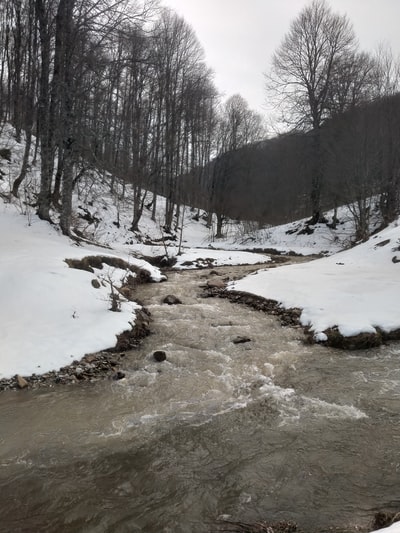 冰雪覆盖领域和树木在白天
